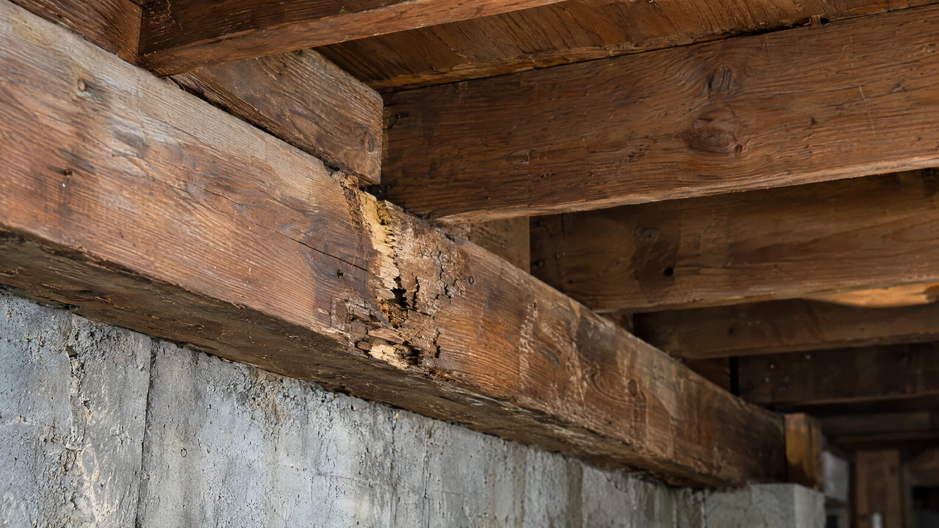 Wood-Destroying Organism Inspections Aged timber beams and a visibly deteriorated section near a residential foundation